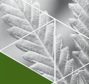 Top banner of a marijuana leaf