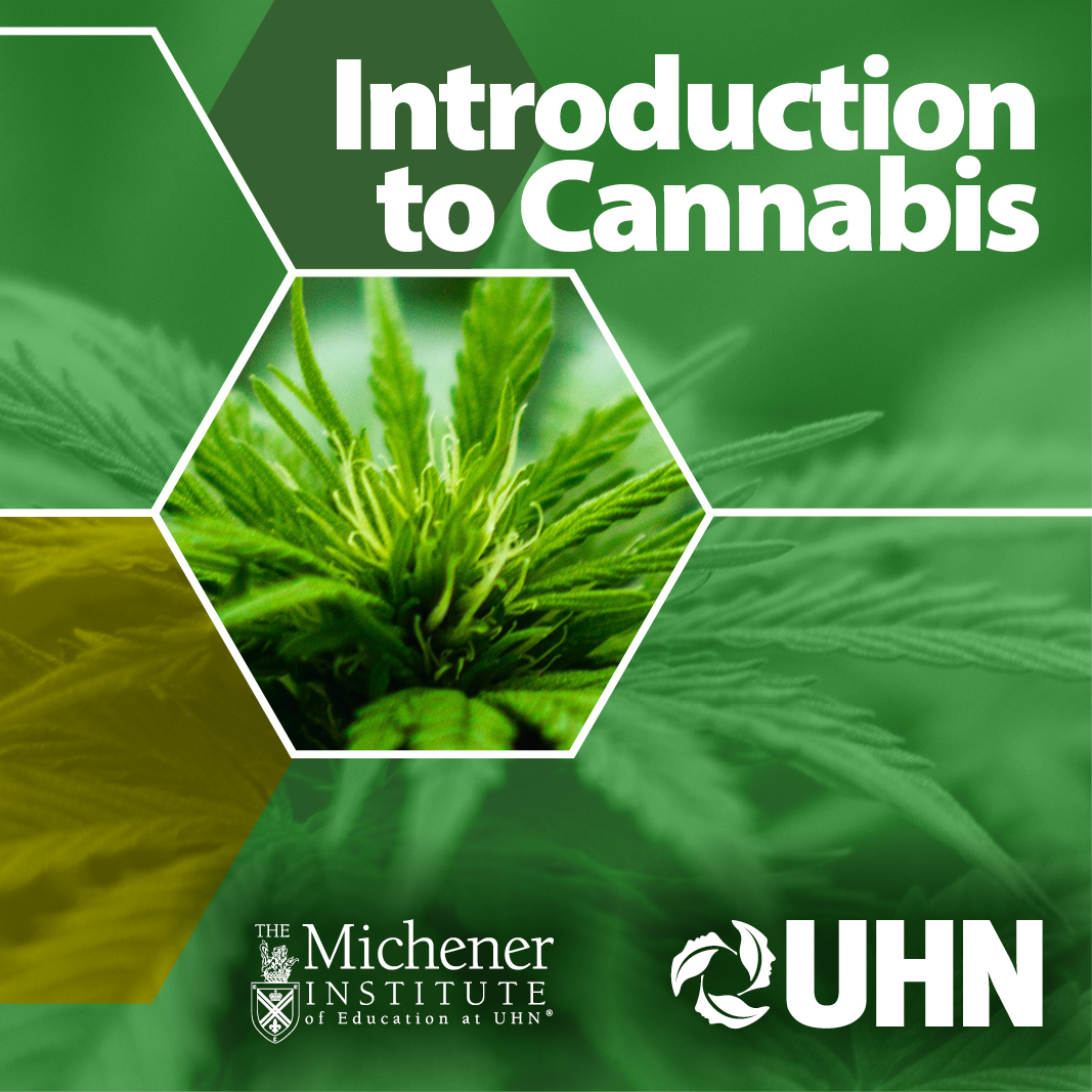 Introduction to cannabis